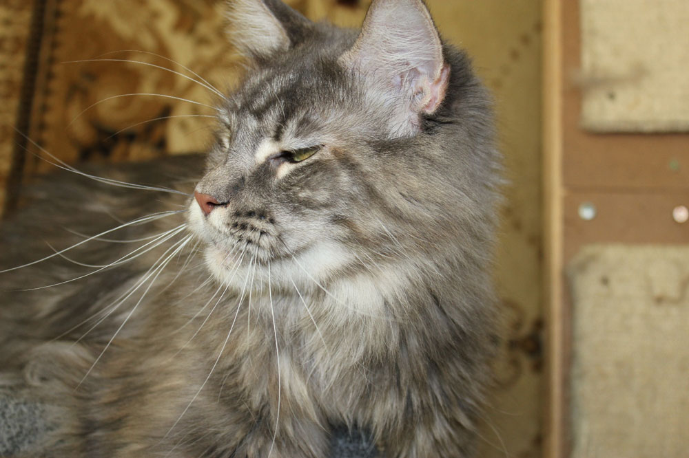 Кошка мейн кун Верона , питомник BeRiCoon Кошка мейн кун Верона , питомник BeRiCoon