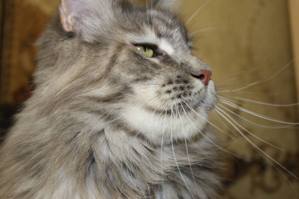 Кошка мейн кун Верона , питомник BeRiCoon