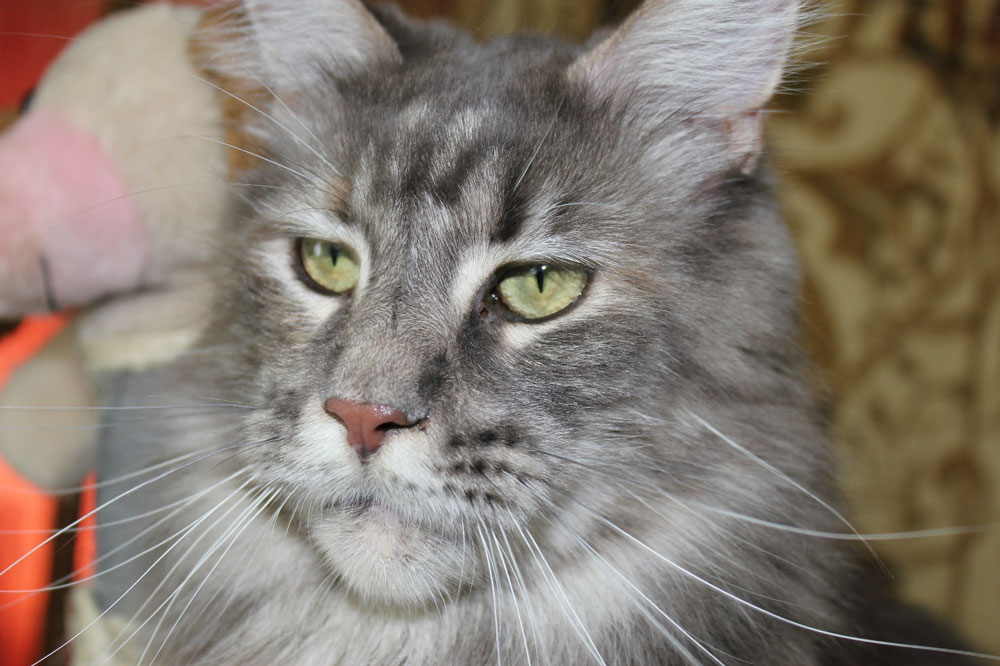 Кошка мейн кун Верона , питомник BeRiCoon