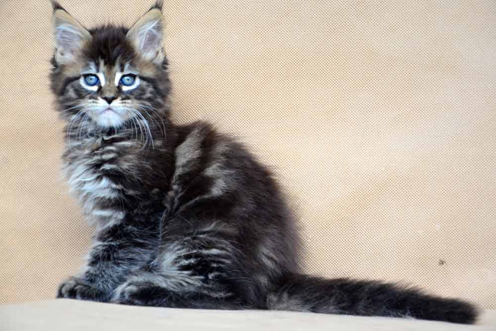 Питомник кошек мейн кун Bericoon & Soir de LuNa, Котенок мейн кун Lea Yanara