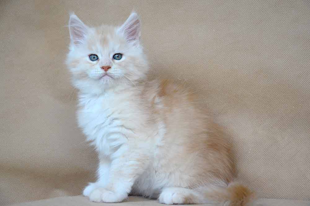 Питомник кошек мейн кун Bericoon & Soir de LuNa, Котенок мейн кун Leah Kemal 