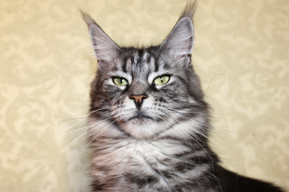 Питомник кошек мейн кун Bericoon & Soir de LuNa, BeRiCooN Andromeda