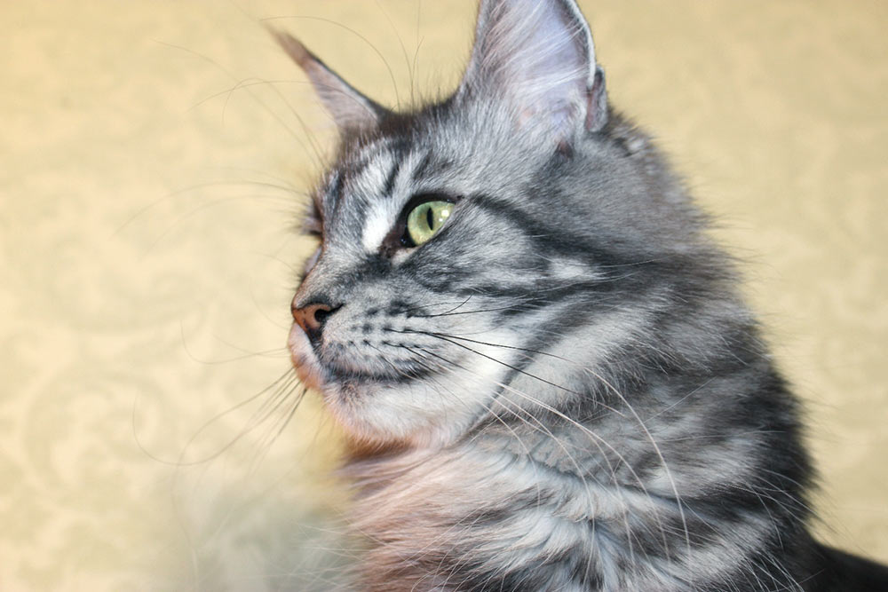 Питомник кошек мейн кун Bericoon & Soir de LuNa, BeRiCooN Andromeda