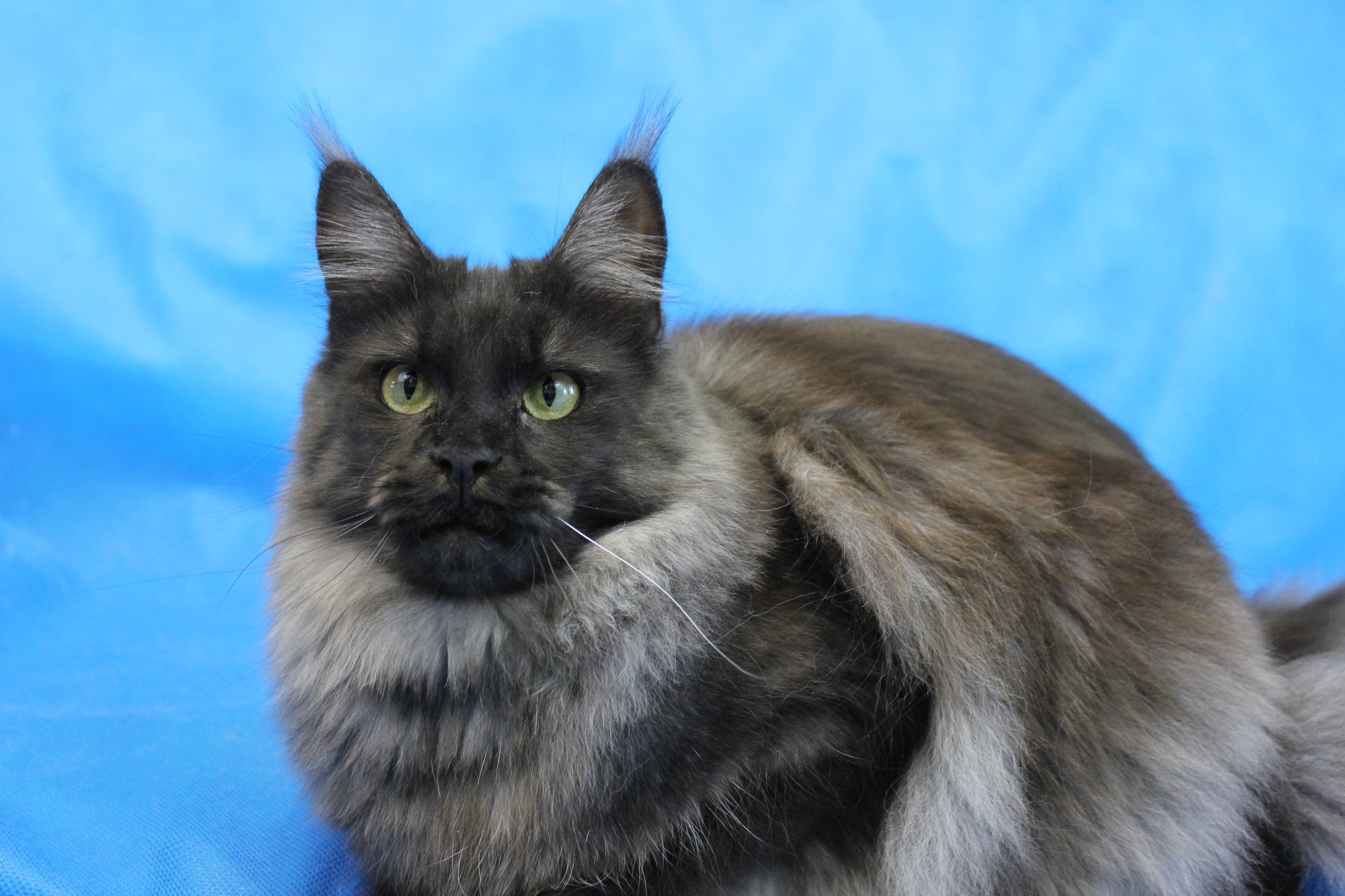 Питомник кошек мейн кун Bericoon & Soir de LuNa, Котёнок мейн кун Ananda