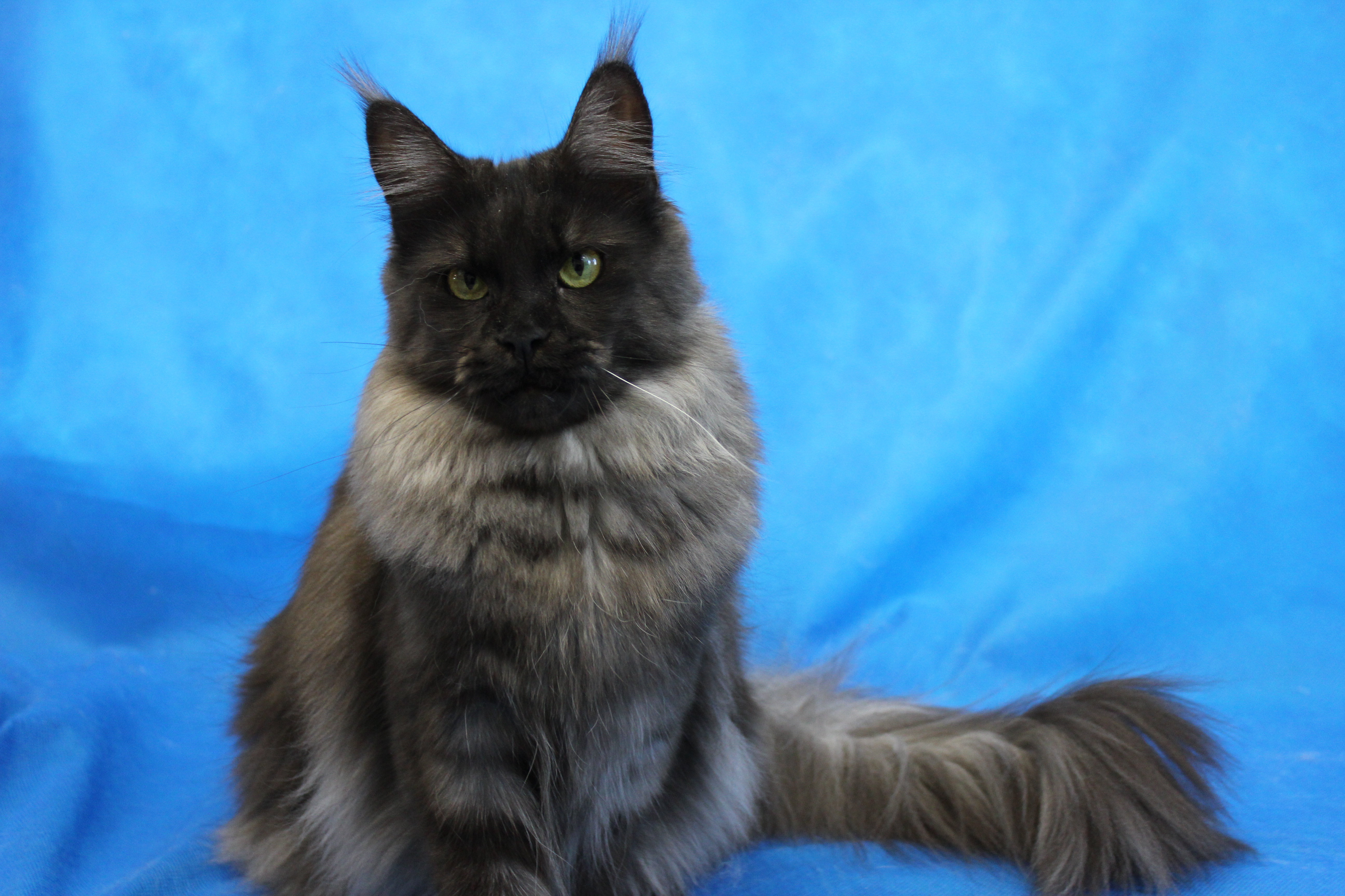 Котик мейн кун Ananda