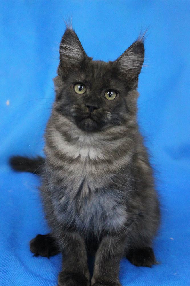 Котик мейн кун Ananda