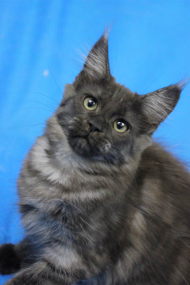 Котик мейн кун Ananda