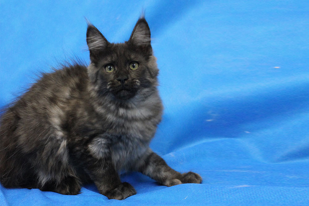 Котик мейн кун Ananda