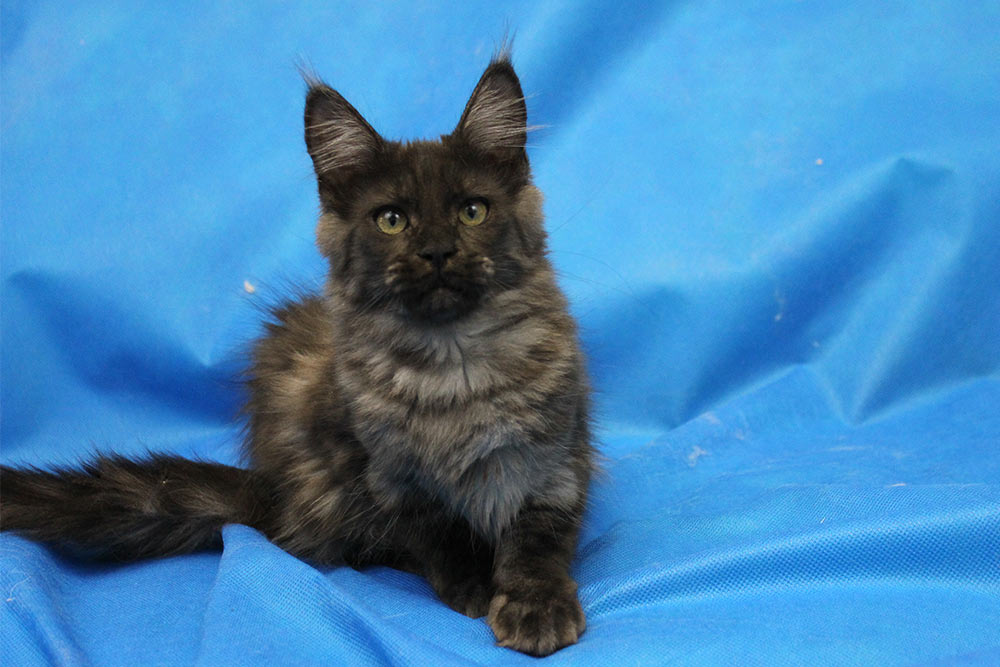 Котик мейн кун Ananda