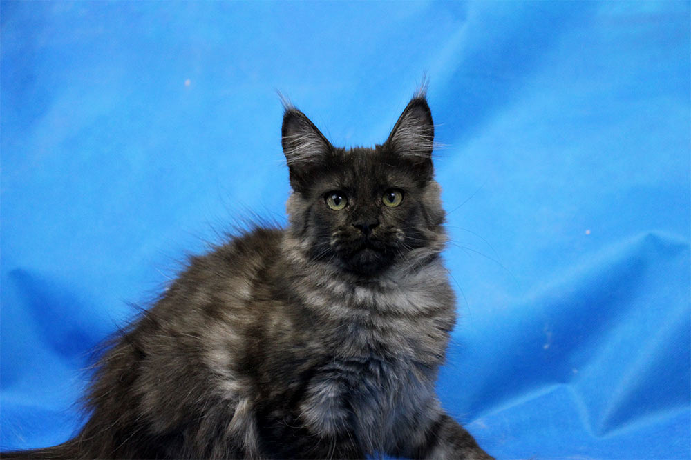 Котик мейн кун Ananda