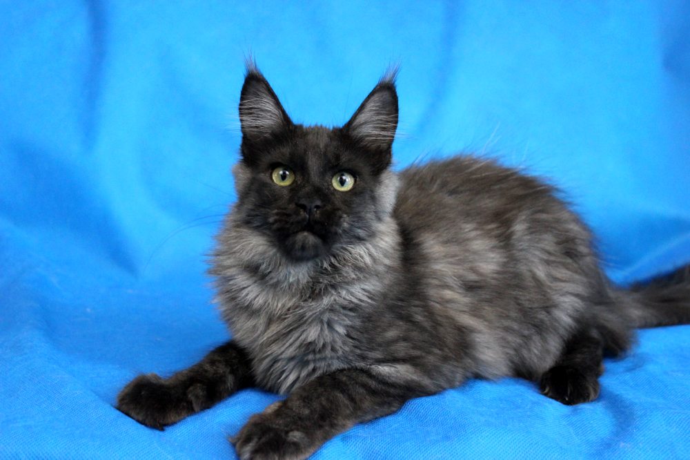 Котик мейн кун Ananda