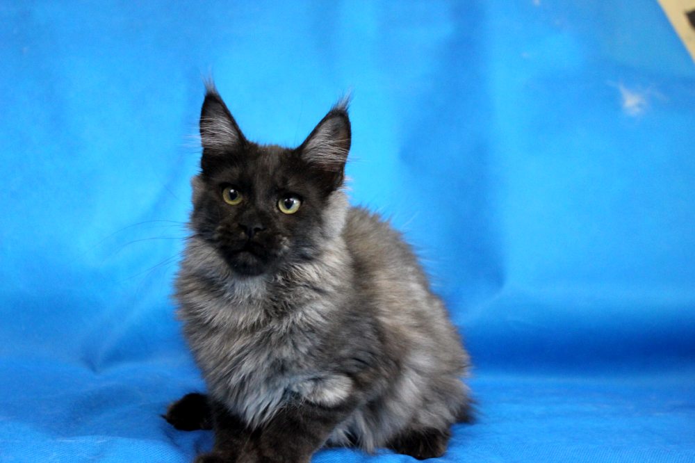 Котик мейн кун Ananda