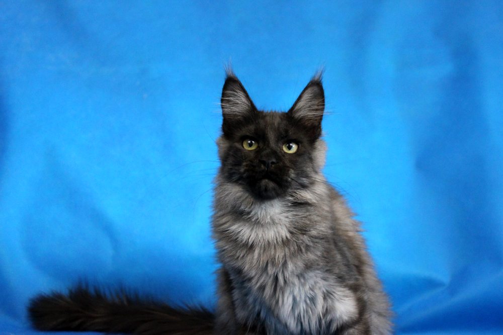 Котик мейн кун Ananda