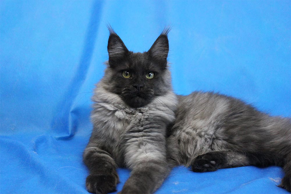 Котик мейн кун Ananda