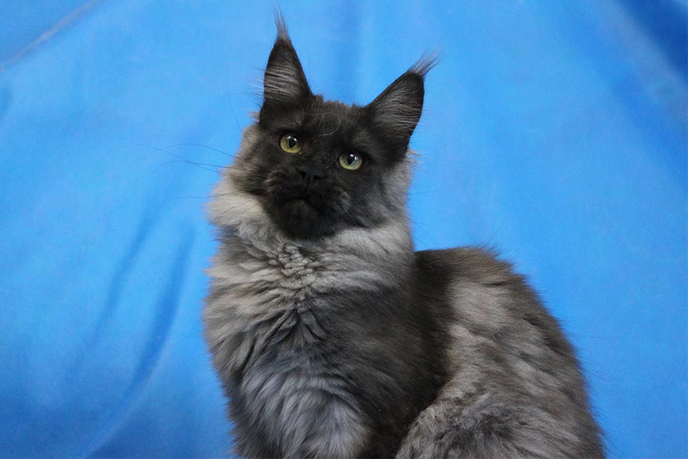 Котик мейн кун Ananda