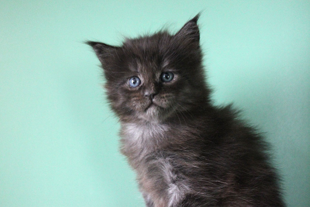 Котик мейн кун Ananda