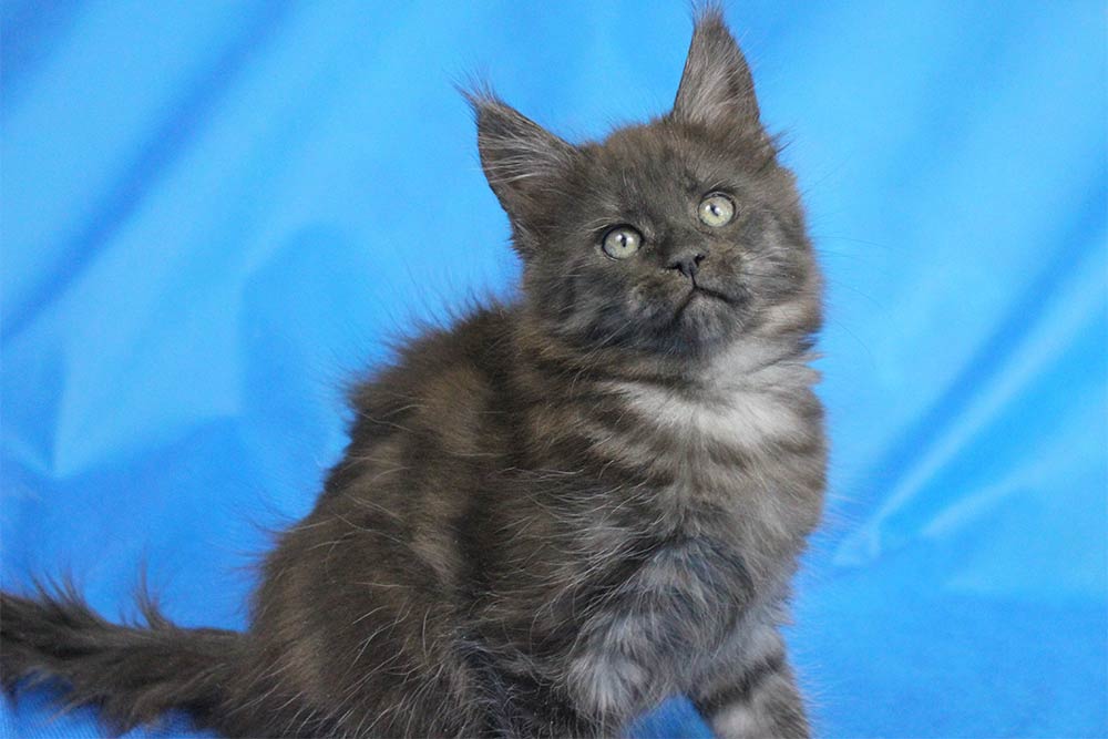 Котик мейн кун Ananda