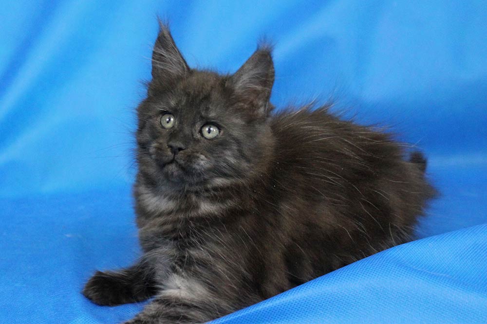 Котик мейн кун Ananda