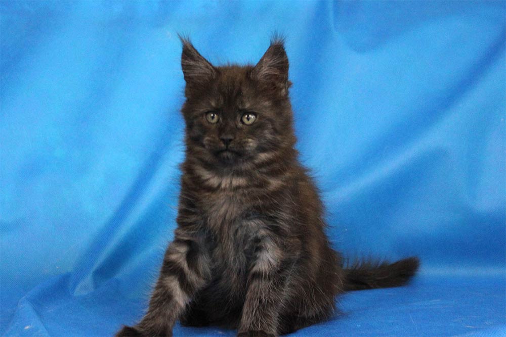 Котик мейн кун Ananda