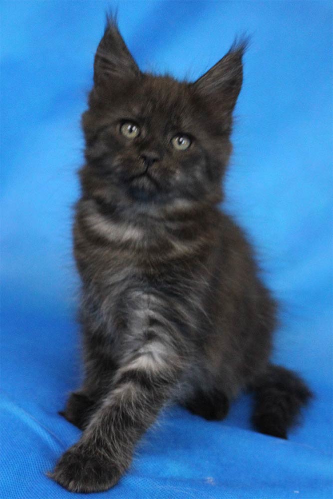 Котик мейн кун Ananda