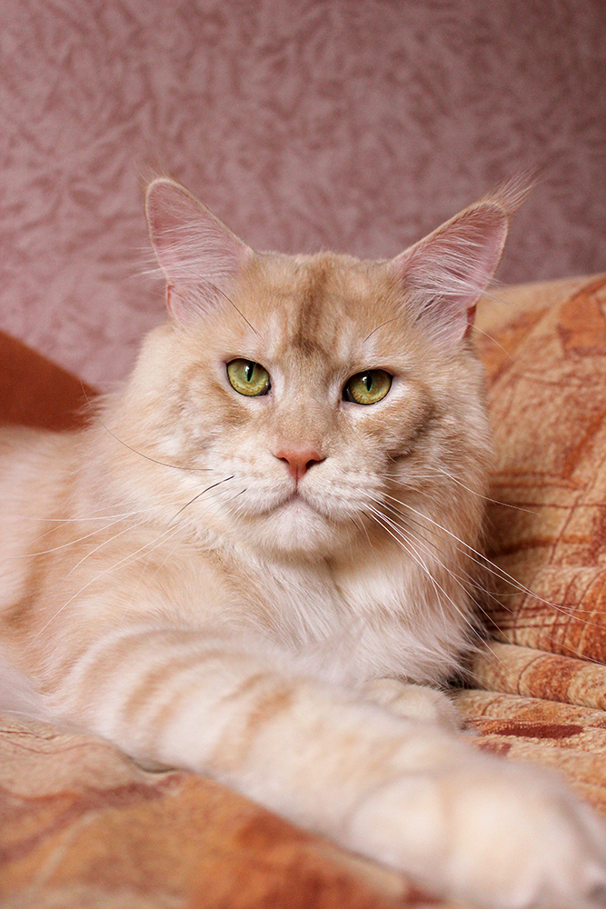 Питомник кошек мейн кун Bericoon & Soir de LuNa, коn мейн кун SGC TICA, GIC FIFe, Ch. WCF Ayron ZlataCoon