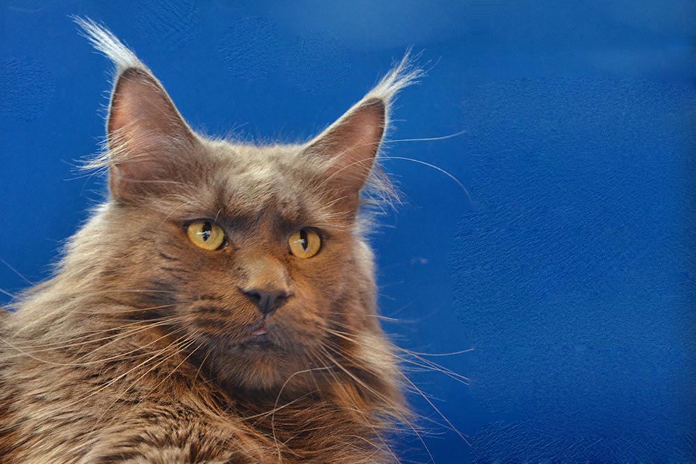 Питомник кошек мейн кун Bericoon & Soir de LuNa, Ch BERICOON LANNWIT SIVEYANS BROIN