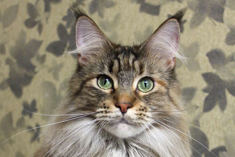 Питомник кошек мейн кун Bericoon & Soir de LuNa, кошка мейн кун Deutzia ZlataCoon