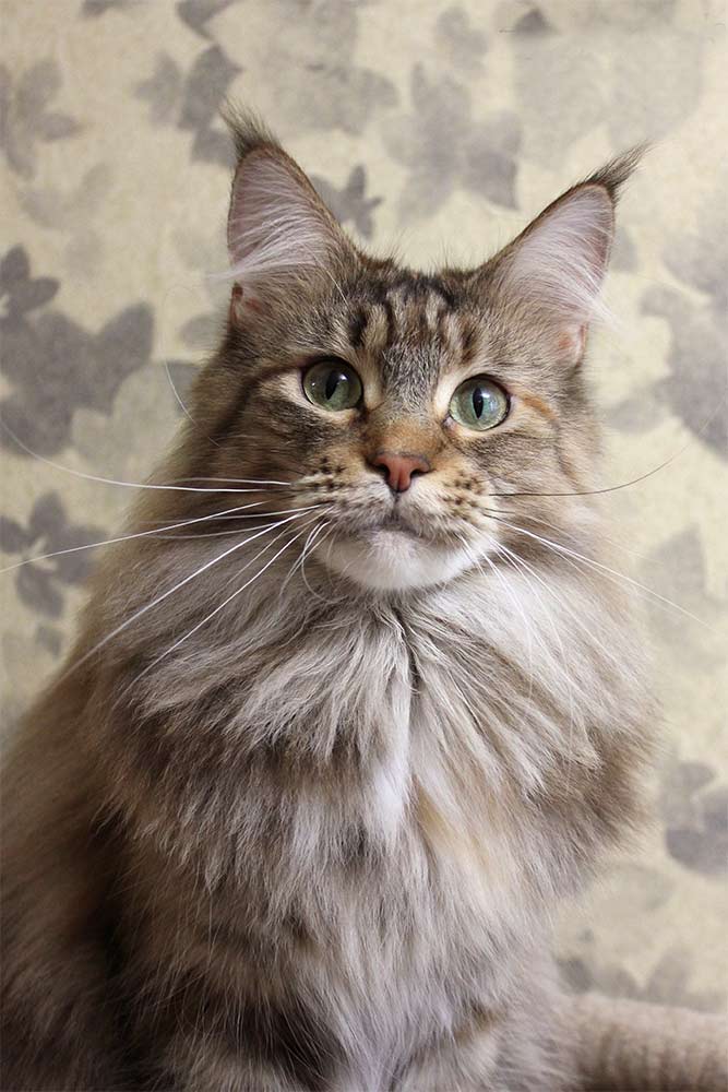 Питомник кошек мейн кун Bericoon & Soir de LuNa, кошка мейн кун Deutzia ZlataCoon