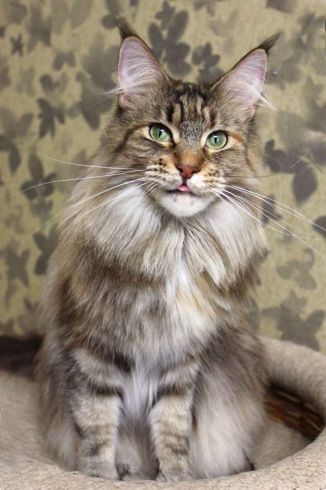 Питомник кошек мейн кун Bericoon & Soir de LuNa, кошка мейн кун Deutzia ZlataCoon