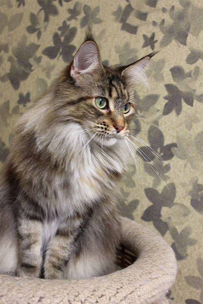 Питомник кошек мейн кун Bericoon & Soir de LuNa, кошка мейн кун Deutzia ZlataCoon