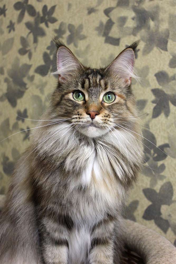 Питомник кошек мейн кун Bericoon & Soir de LuNa, кошка мейн кун Deutzia ZlataCoon