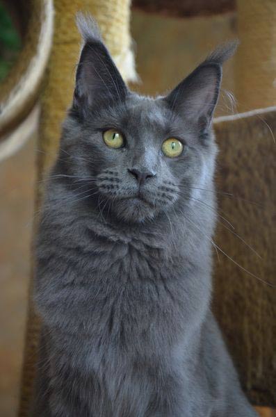 Питомник кошек мейн кун Bericoon & Soir de LuNa, кошка мейн кун GICh WCF & ICh FIFe Country Gulliver's Diana Blue