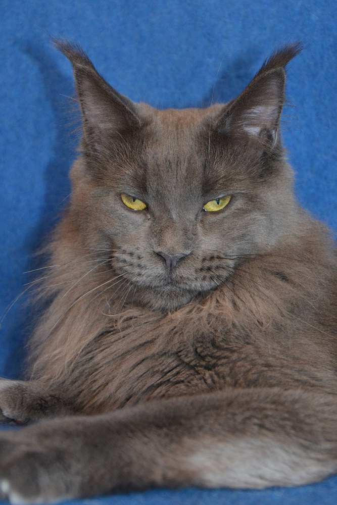 Питомник кошек мейн кун Bericoon & Soir de LuNa, кошка мейн кун GICh WCF & ICh FIFe Country Gulliver's Diana Blue