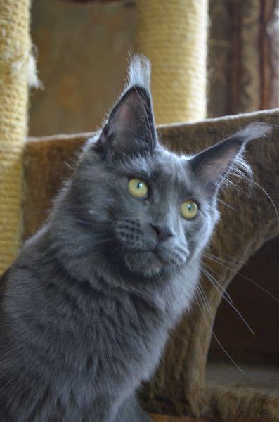 Питомник кошек мейн кун Bericoon & Soir de LuNa, кошка мейн кун GICh WCF & ICh FIFe Country Gulliver's Diana Blue