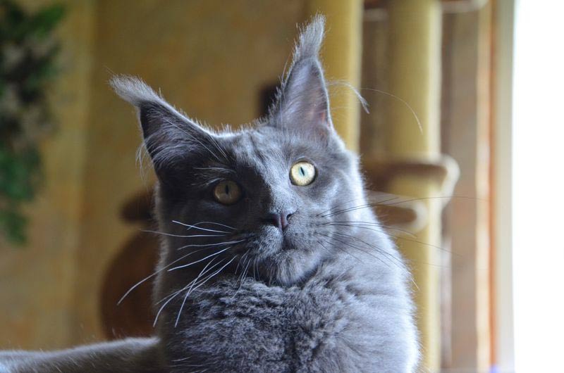 Питомник кошек мейн кун Bericoon & Soir de LuNa, кошка мейн кун GICh WCF & ICh FIFe Country Gulliver's Diana Blue