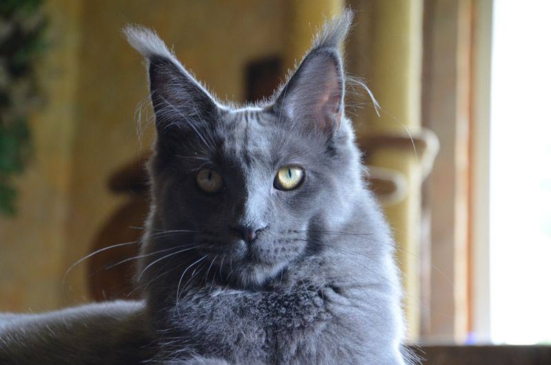 Питомник кошек мейн кун Bericoon & Soir de LuNa, кошка мейн кун GICh WCF & ICh FIFe Country Gulliver's Diana Blue