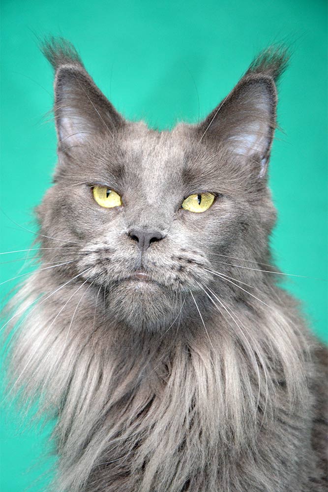 Питомник кошек мейн кун Bericoon & Soir de LuNa, кошка мейн кун GICh WCF & ICh FIFe Country Gulliver's Diana Blue