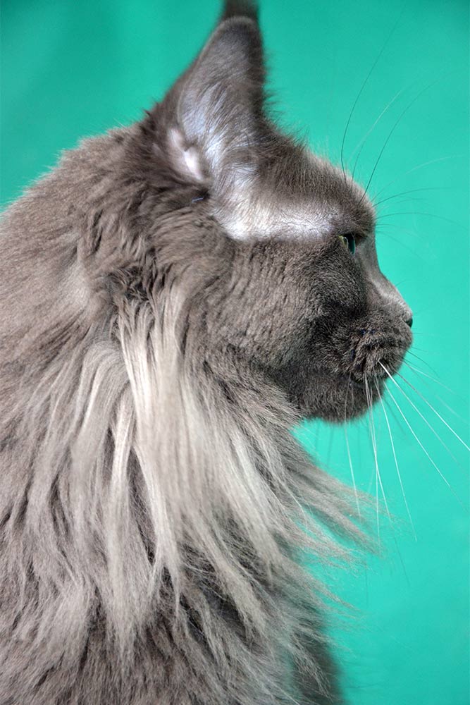 Питомник кошек мейн кун Bericoon & Soir de LuNa, кошка мейн кун GICh WCF & ICh FIFe Country Gulliver's Diana Blue