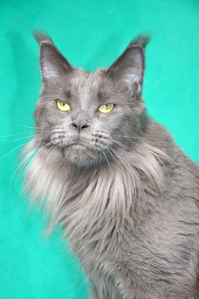 Питомник кошек мейн кун Bericoon & Soir de LuNa, кошка мейн кун GICh WCF & ICh FIFe Country Gulliver's Diana Blue