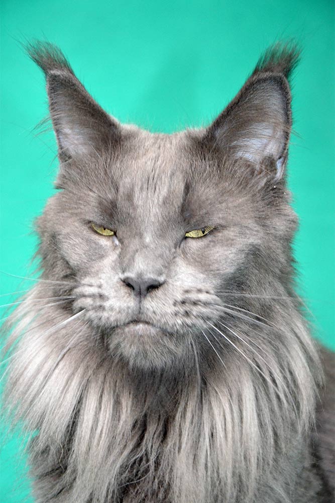 Питомник кошек мейн кун Bericoon & Soir de LuNa, кошка мейн кун GICh WCF & ICh FIFe Country Gulliver's Diana Blue