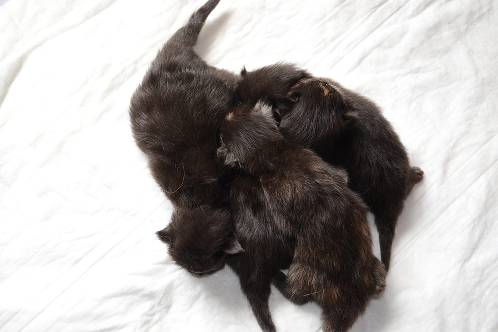 ТИКА клуб Кристалл, выставка кошек 11-12 июня 2016 года в Московском Измайлово