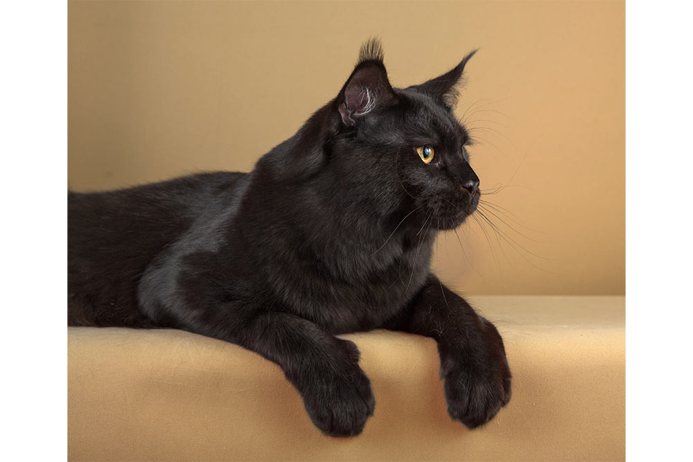 Питомник кошек мейн кун Bericoon & Soir de LuNa, Котик мейн кун Just jeep