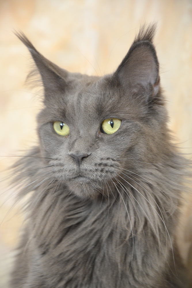 Питомник кошек мейн кун Bericoon & Soir de LuNa, кошка мейн кун GICh WCF & ICh FIFe Country Gulliver's Diana Blue