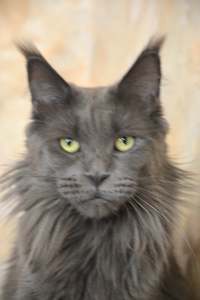 Питомник кошек мейн кун Bericoon & Soir de LuNa, кошка мейн кун GICh WCF & ICh FIFe Country Gulliver's Diana Blue