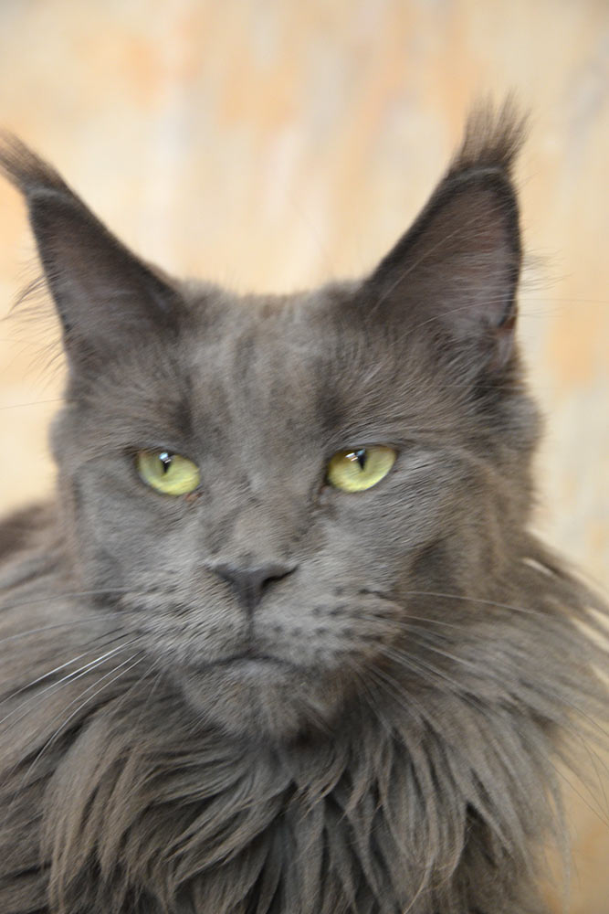 Питомник кошек мейн кун Bericoon & Soir de LuNa, кошка мейн кун GICh WCF & ICh FIFe Country Gulliver's Diana Blue