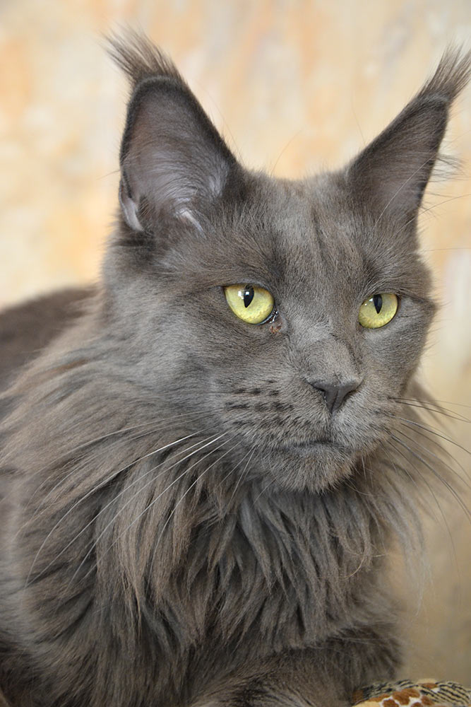 Питомник кошек мейн кун Bericoon & Soir de LuNa, кошка мейн кун GICh WCF & ICh FIFe Country Gulliver's Diana Blue