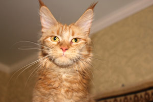 ������ ���� ���