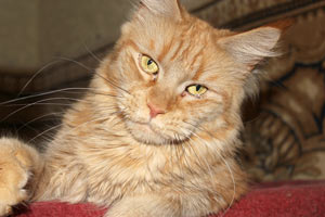 ������ ���� ���