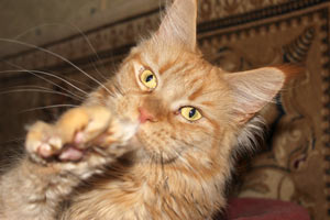 ������ ���� ���