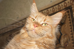 ������ ���� ���